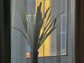 1-комн. квартира, 50 м², 2/4 этаж